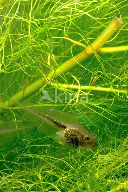 Europese boomkikker (Hyla arborea)