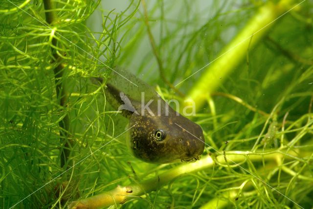 Europese boomkikker (Hyla arborea)