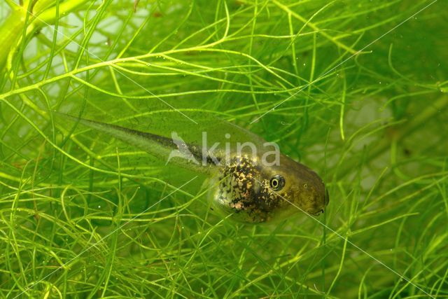 European Tree Frog (Hyla arborea)