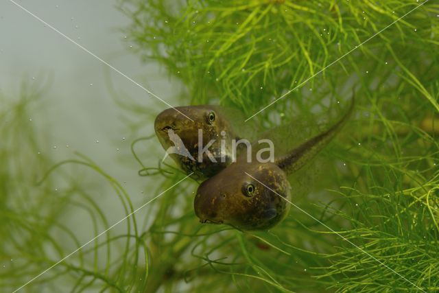 European Tree Frog (Hyla arborea)