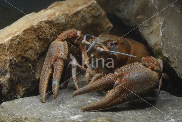 River Crayfish (Astacus astacus)