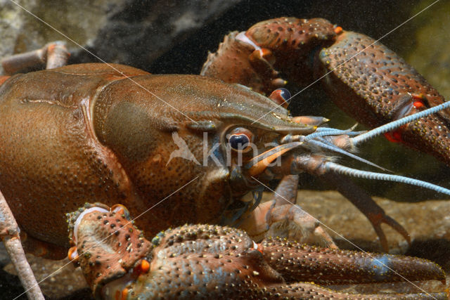 River Crayfish (Astacus astacus)