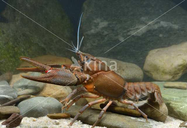 River Crayfish (Astacus astacus)