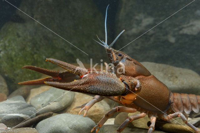 Europese rivierkreeft (Astacus astacus)