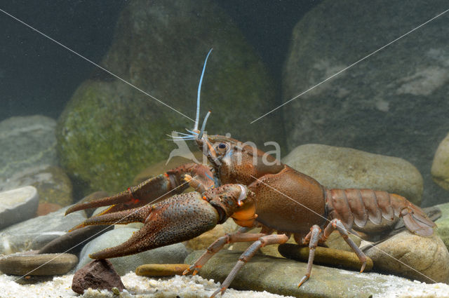 Europese rivierkreeft (Astacus astacus)