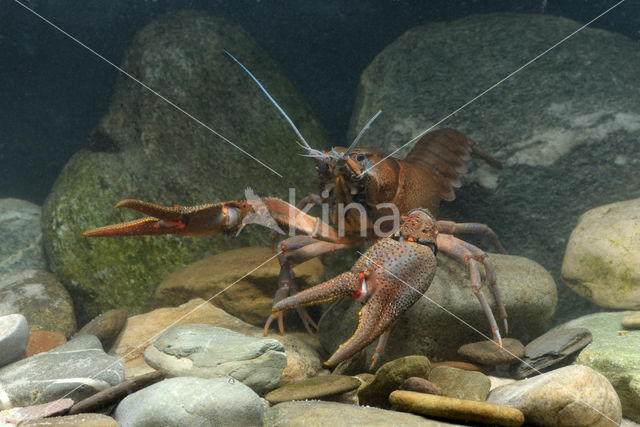 Europese rivierkreeft (Astacus astacus)