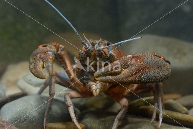 Europese rivierkreeft (Astacus astacus)