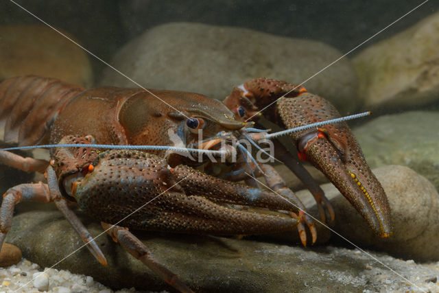 Europese rivierkreeft (Astacus astacus)