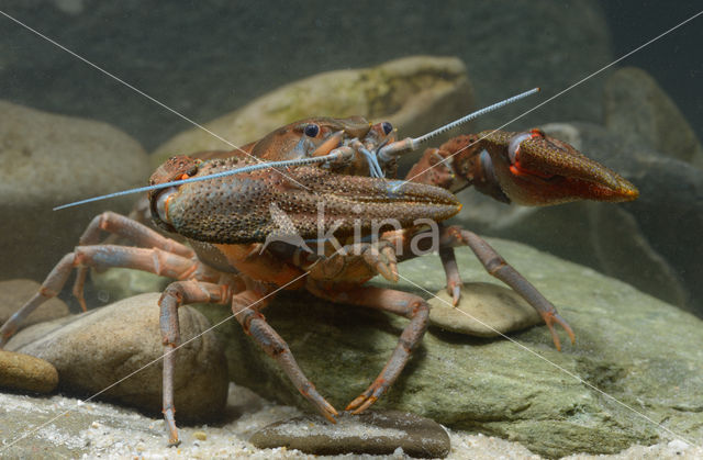 Europese rivierkreeft (Astacus astacus)