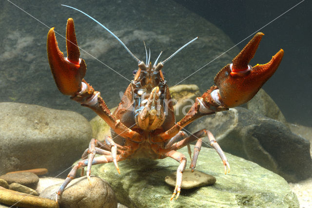 River Crayfish (Astacus astacus)