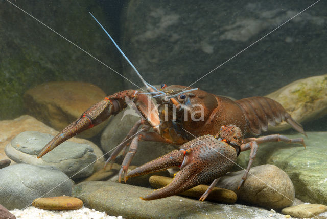 Europese rivierkreeft (Astacus astacus)