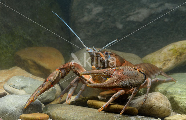 River Crayfish (Astacus astacus)