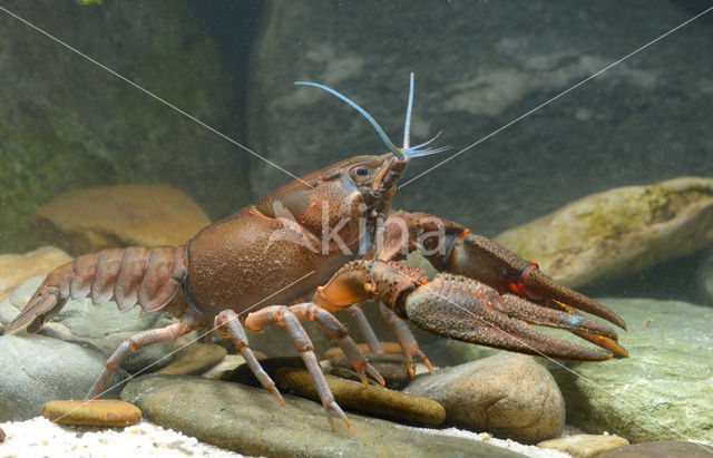 River Crayfish (Astacus astacus)