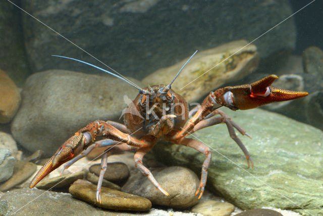 Europese rivierkreeft (Astacus astacus)