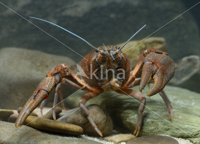 Europese rivierkreeft (Astacus astacus)