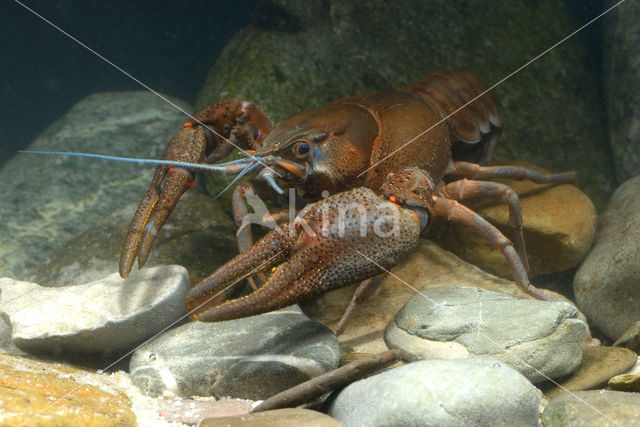 Europese rivierkreeft (Astacus astacus)