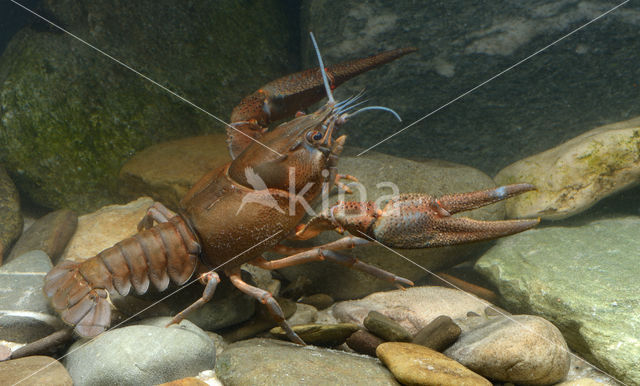 Europese rivierkreeft (Astacus astacus)