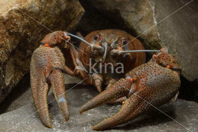 Europese rivierkreeft (Astacus astacus)