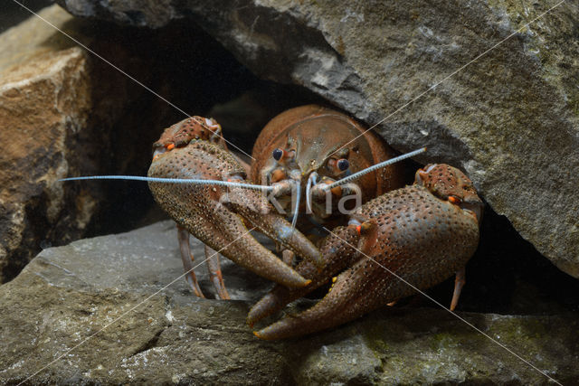 Europese rivierkreeft (Astacus astacus)