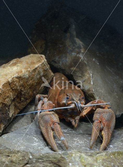 River Crayfish (Astacus astacus)