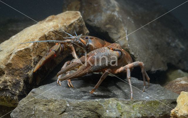 River Crayfish (Astacus astacus)