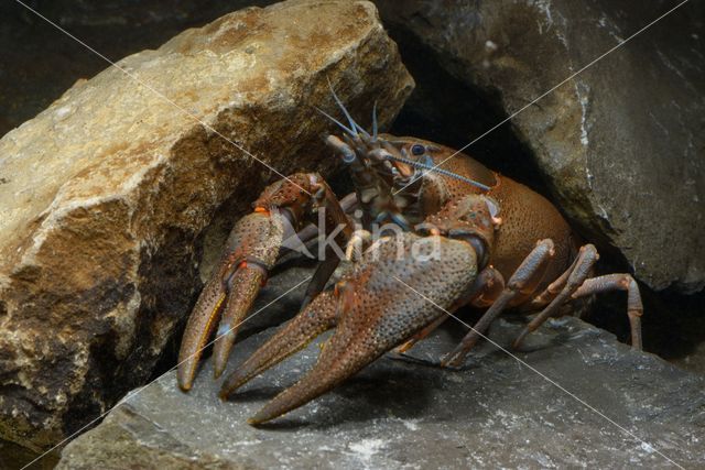 Europese rivierkreeft (Astacus astacus)