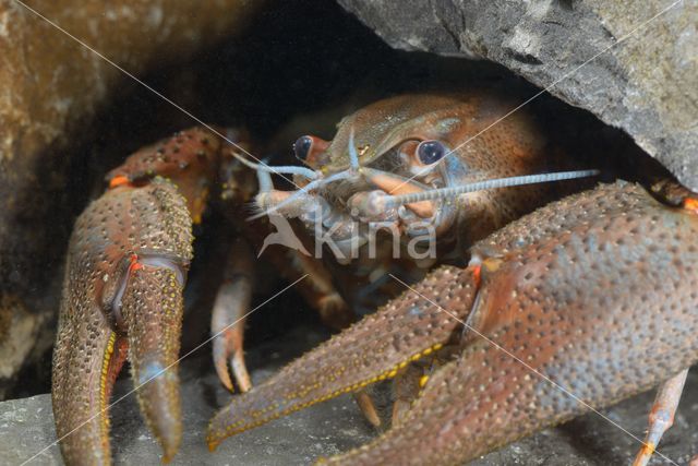 Europese rivierkreeft (Astacus astacus)