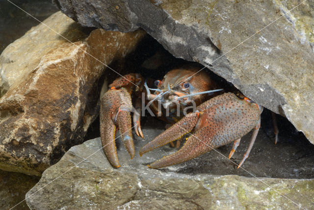 Europese rivierkreeft (Astacus astacus)