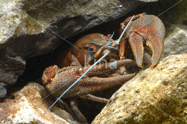 Europese rivierkreeft (Astacus astacus)