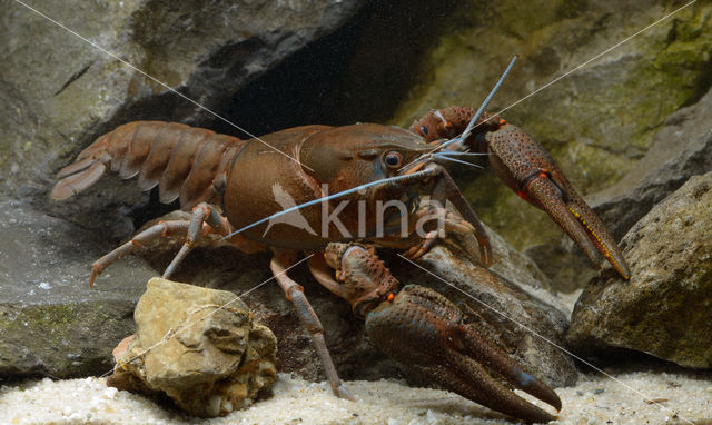 Europese rivierkreeft (Astacus astacus)