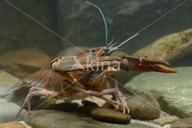 River Crayfish (Astacus astacus)