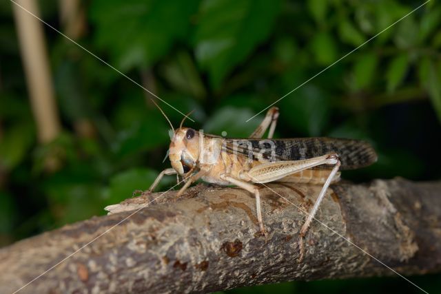 migratory locust (Locusta migratoria)