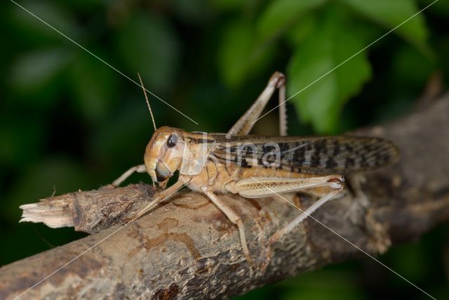 Europese treksprinkhaan (Locusta migratoria)