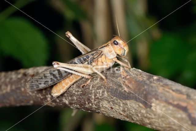migratory locust (Locusta migratoria)