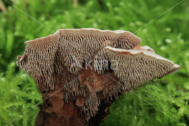 Velvet tooth (Hydnellum spongiosipes)