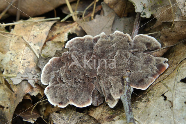 Velvet tooth (Hydnellum spongiosipes)