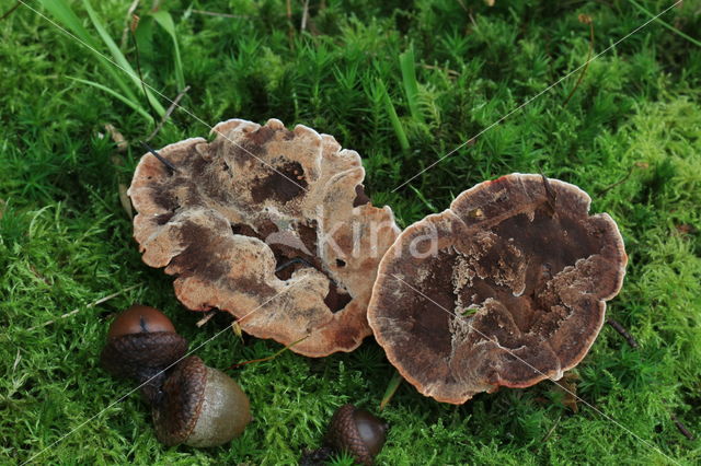 Velvet tooth (Hydnellum spongiosipes)