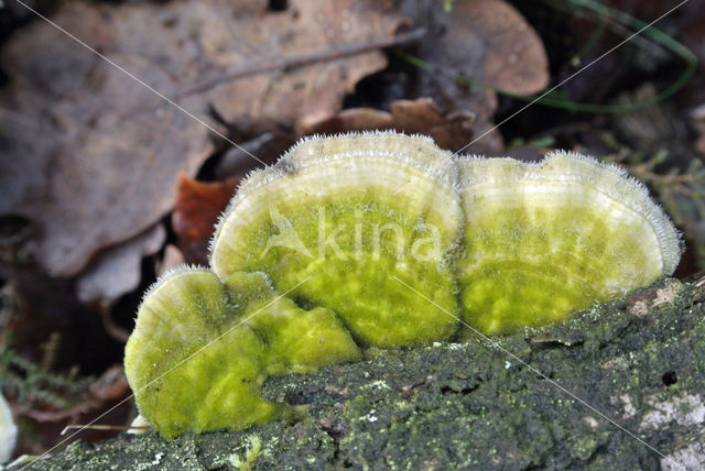 Birch Mazegill (Lenzites betulinus)