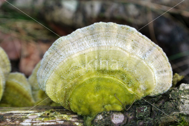 Fopelfenbankje (Lenzites betulinus)