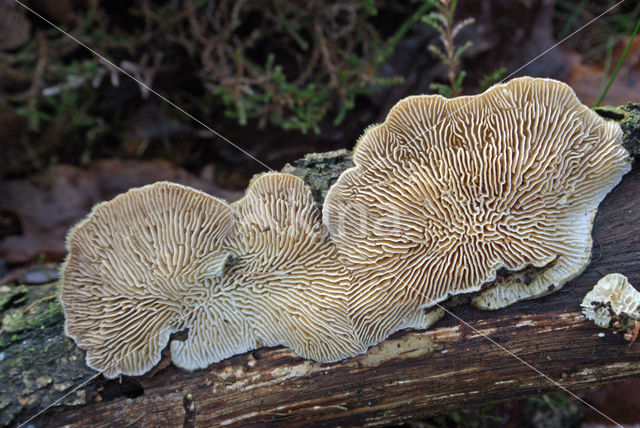 Birch Mazegill (Lenzites betulinus)