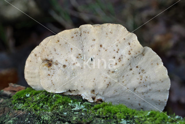 Fopelfenbankje (Lenzites betulinus)