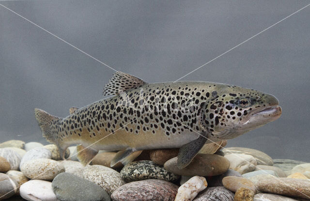 Salmo trutta lacustris