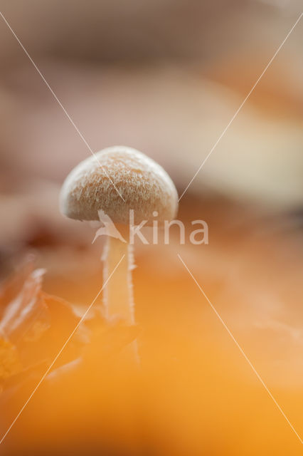 Brittlestem (Psathyrella spec.)