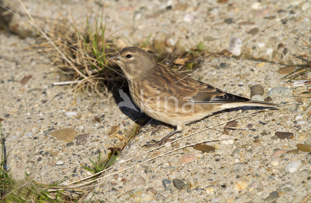 Kneu (Carduelis cannabina)