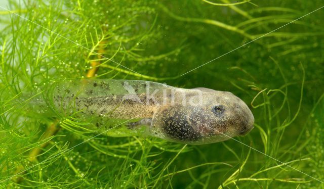 Geelbuikvuurpad (Bombina variegata)