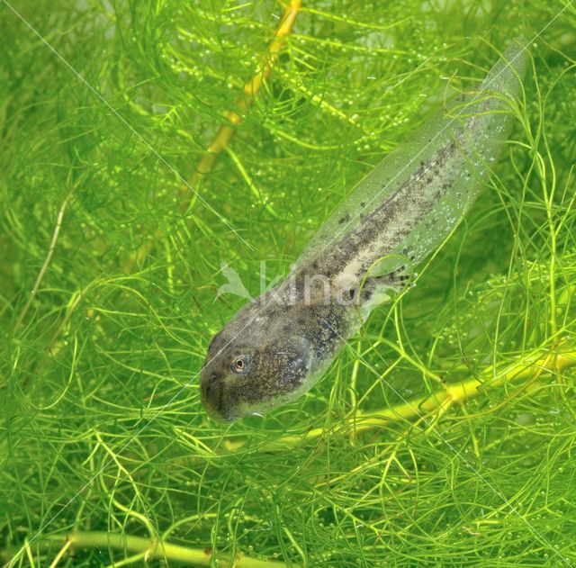 Geelbuikvuurpad (Bombina variegata)