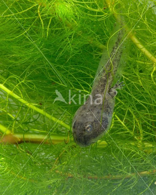 Geelbuikvuurpad (Bombina variegata)