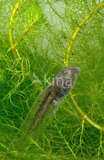 Yellow-bellied Toad (Bombina variegata)