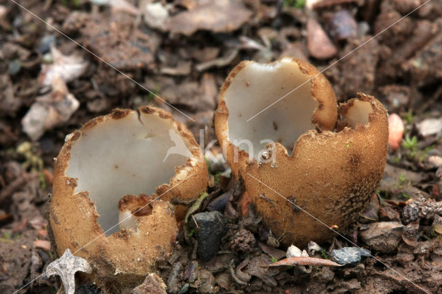 Gekarteld leemkelkje (Tarzetta catinus)