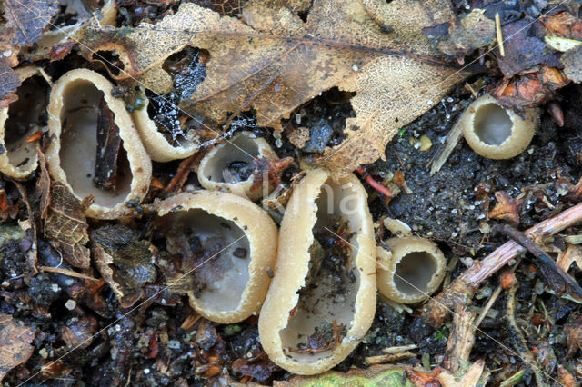 Gekarteld leemkelkje (Tarzetta catinus)